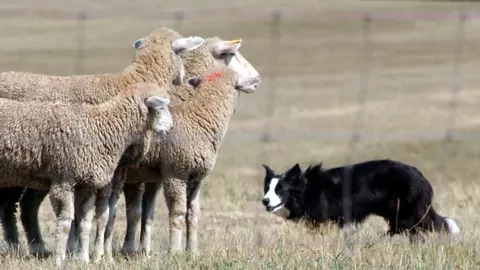 A black and white border collie herds a flock of sheep. Photo by C. MacMillan